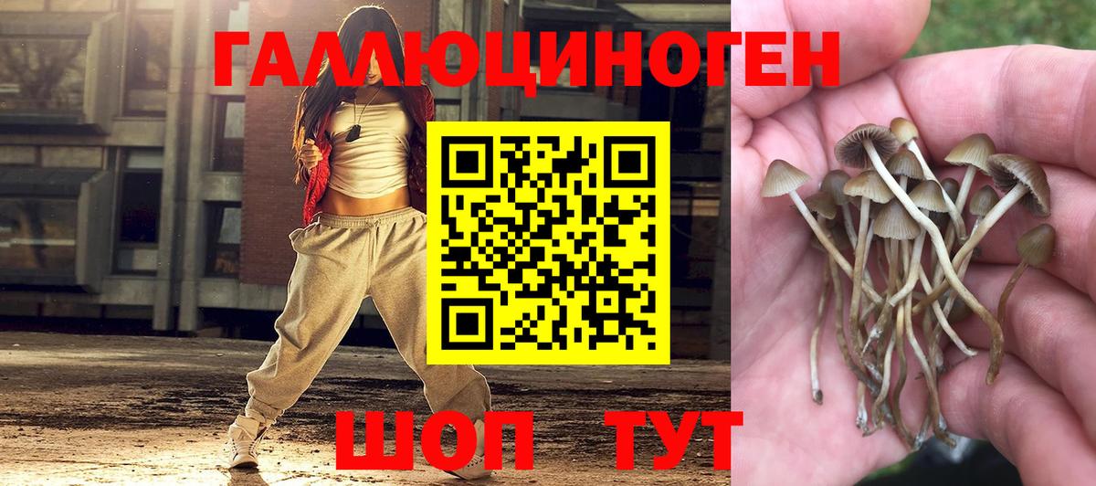 Псилоцибиновые грибы Psilocybe  купить наркотик  Кировск  Вход с VPN  Галлюциногенные грибы Psilocybe 